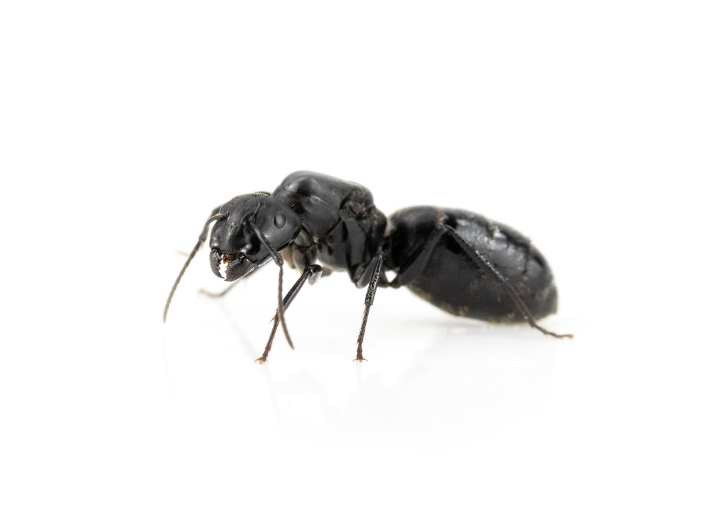 Camponotus vagus